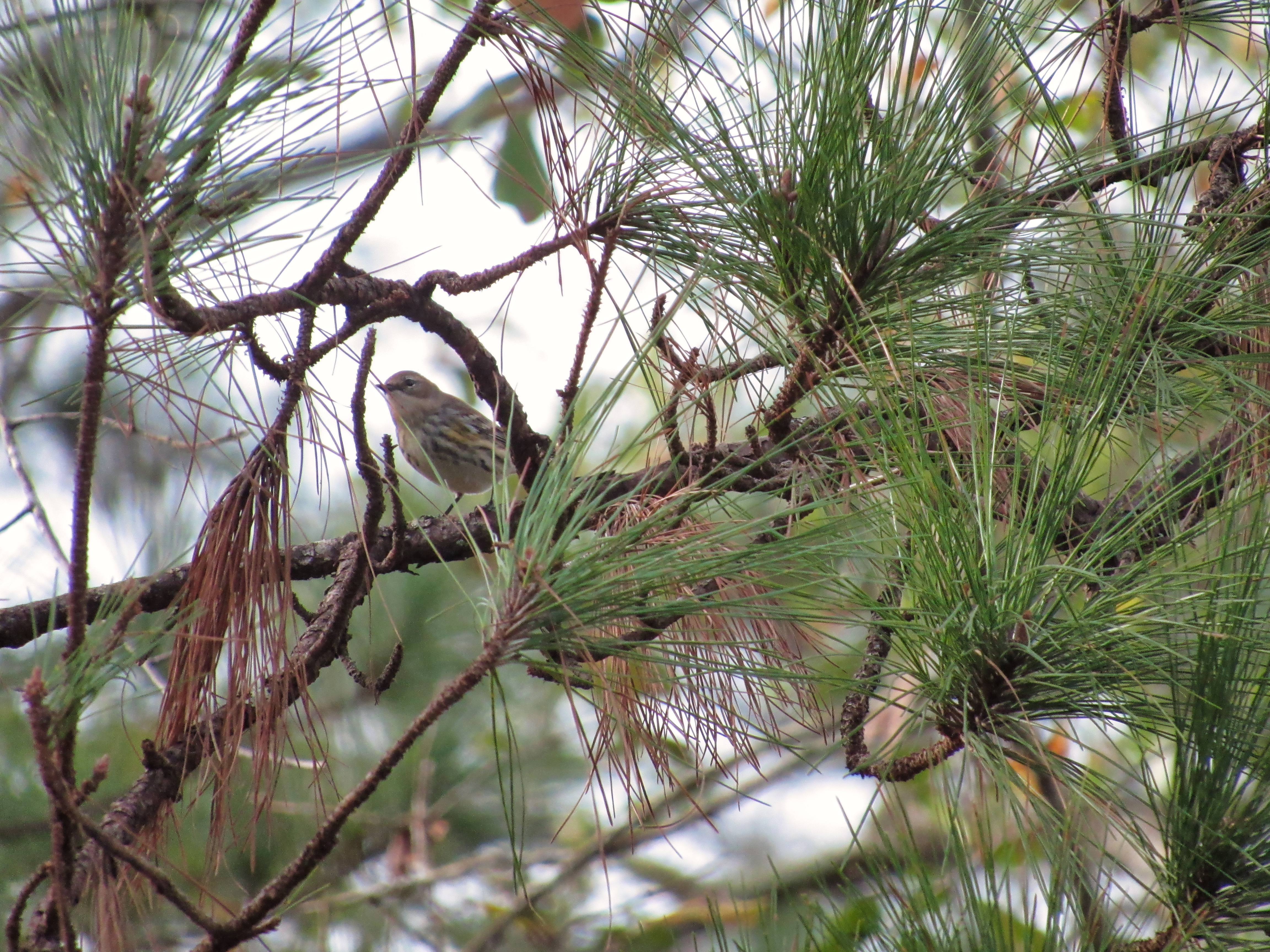 Tallahassee Songbird