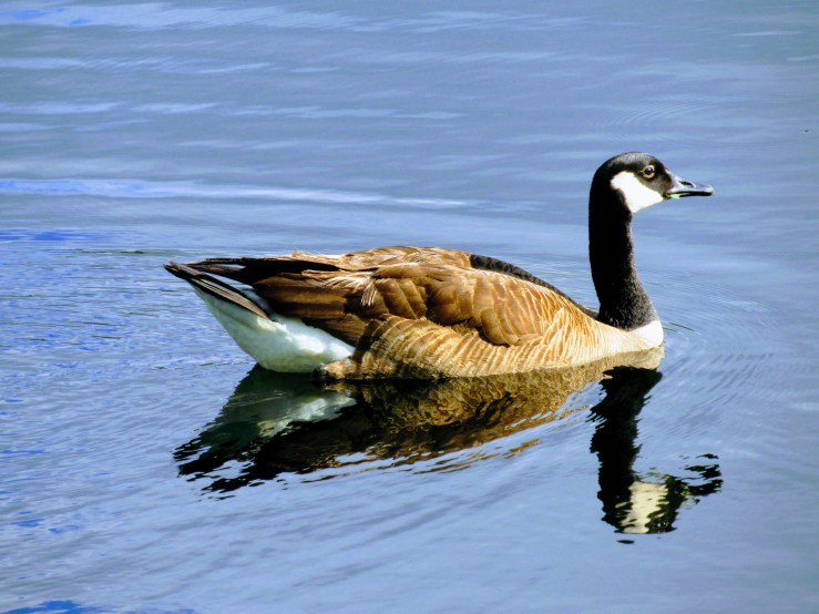 20190409171314-effects